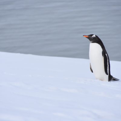 Antarktika / Güney Kutbu